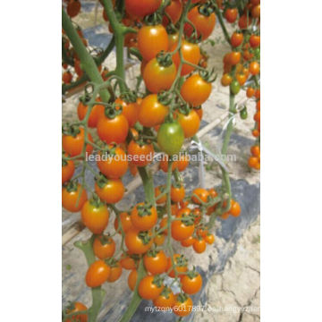TY02 Huangjiaren forma oval híbrido semillas de tomate cherry amarillo f1